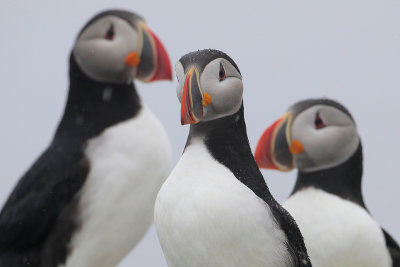 Atlantic Puffin