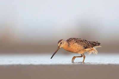 Short-billed Dowitcher