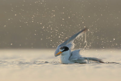 Least Tern