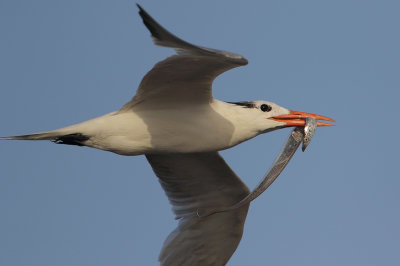 Royal Tern w/Ribbonfish