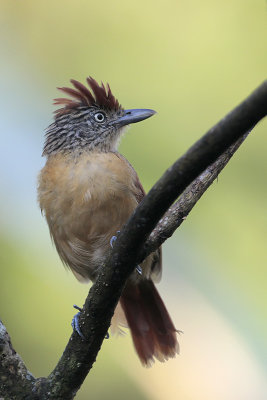 Barred Antshrike