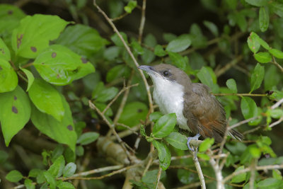 Yellow-billed Cuckoo Nestling/Fledgling?