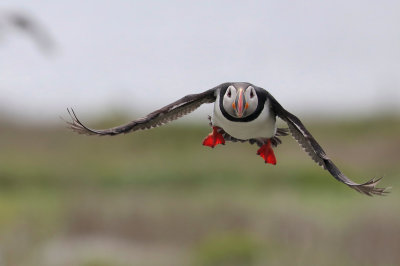 Atlantic Puffin