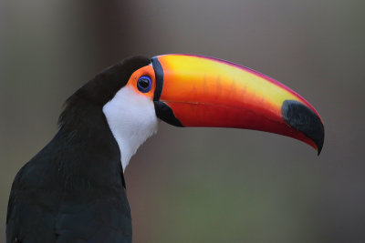 Toco Toucan