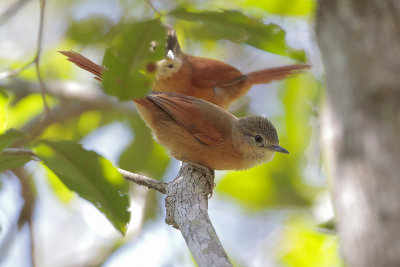 White-lored Spinetail