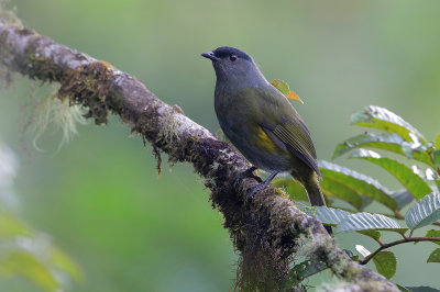 Black-and-yellow Silky Flycatcher