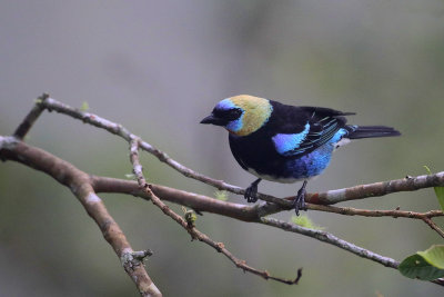 Golden-hooded Tanager