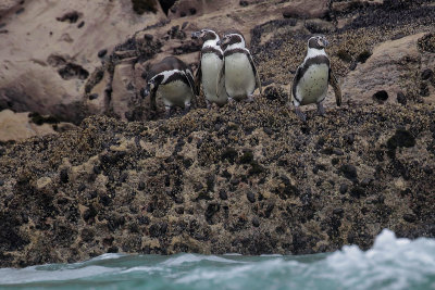 Humboldt Penguin