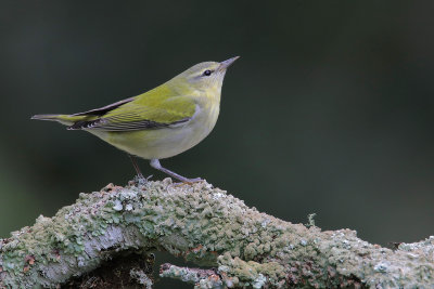 Tennessee Warbler