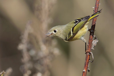 Ruby-crowned Kinglet