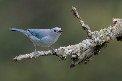 Blue-gray Tanager