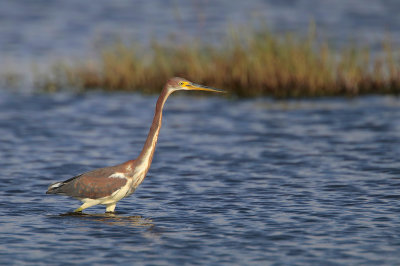 Tricolored Heron