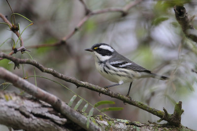 Black-throated Gray Warbler