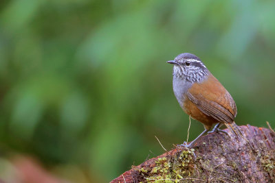 Gray-breasted Wood Wren