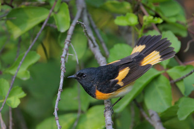 American Redstart