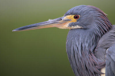 Tricolored Heron