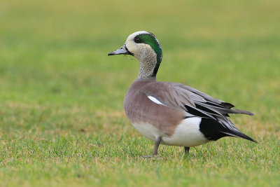 American Wigeon