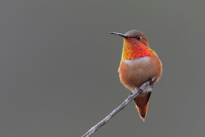 Allen's Hummingbird