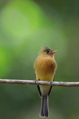 Tufted Flycatcher