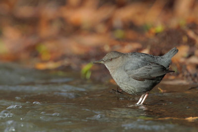 American Dipper