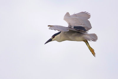 Black-crowned Night Heron