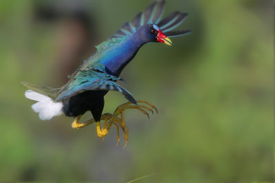 Purple Gallinule