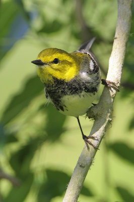 Black-throated Green-Warbler