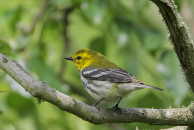 Black-throated Green-Warbler