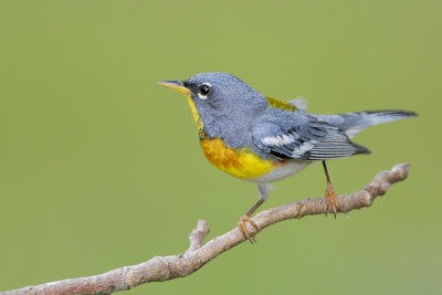 Northern Parula