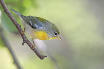 Northern Parula