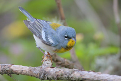 Northern Parula