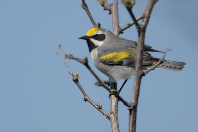 Golden-winged Warbler