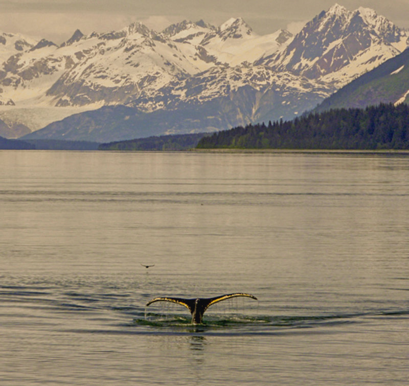 A whale tale, Glacier Bay National Park, Alaska, 2013
