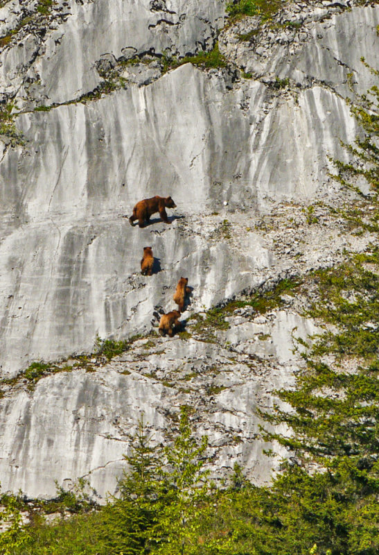 Brown bears on the climb, Glacier Bay National Park, Alaska, 2013