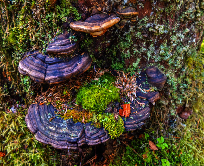 Bracket fungi, Bartletts Cove, Glacier Bay National Park, Alaska, 2013