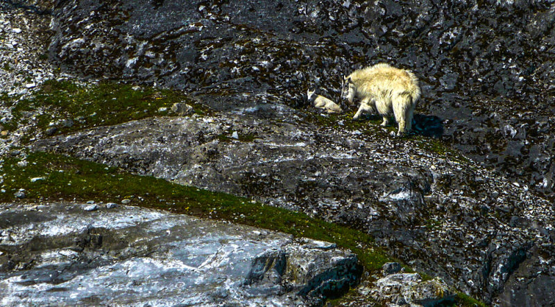 Mountain goats, Gloomy Knob, Glacier Bay National Park, Alaska, 2013