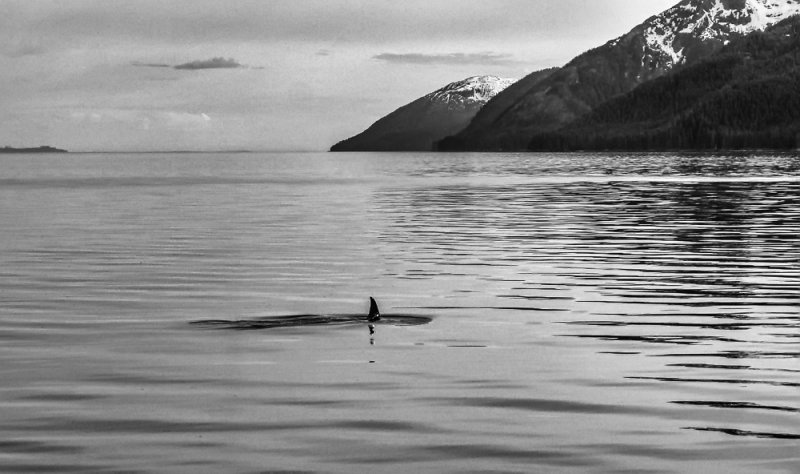 Orca whale, off Baranof Island, Alaska, 2013