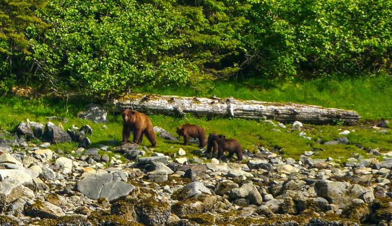 Brown bear family near Kasnyku Hatchery, Baranof Island, Alaska, 2013