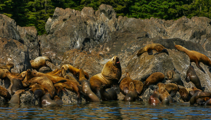 Family portrait, Stellar sea lion rookery, Brothers Island, Alaska, 2013
