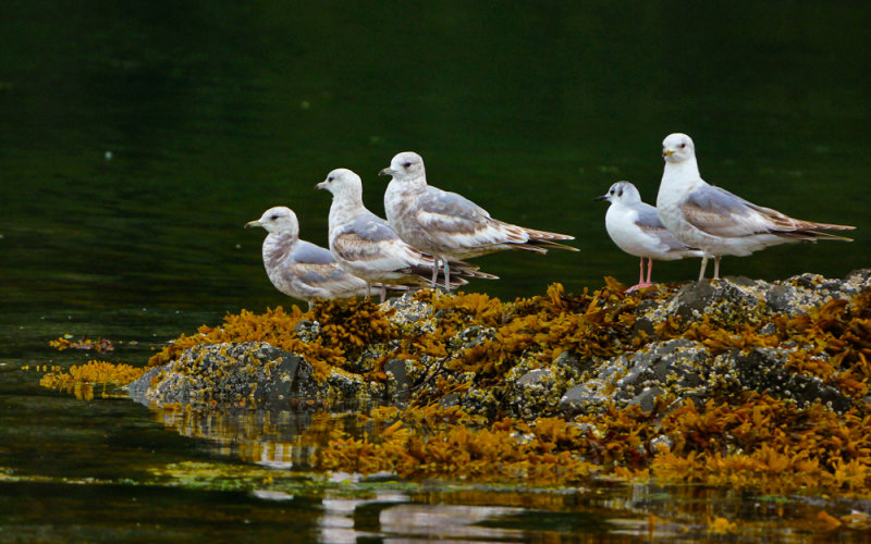Waterbirds, Cannery Cove, Pybus Bay, Alaska, 2013