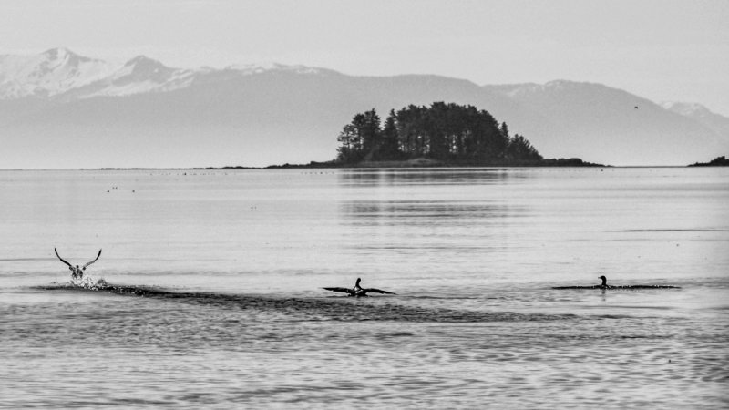 Ducks on Pybus Bay, Alaska, 2013