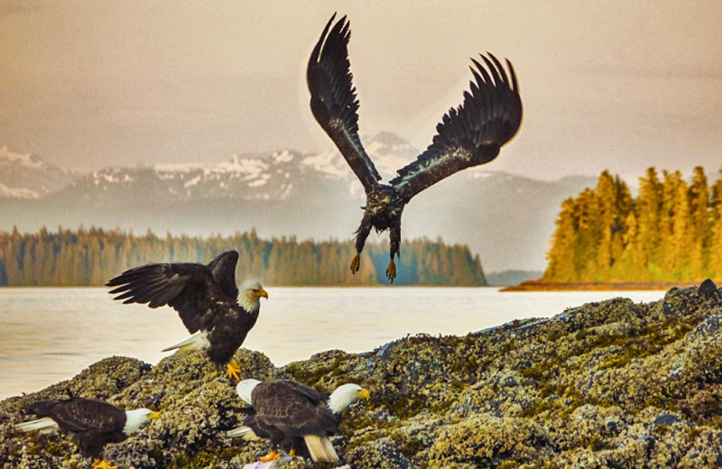 A gathering of eagles, Cannery Cove, Pybus Bay, Alaska, 2013