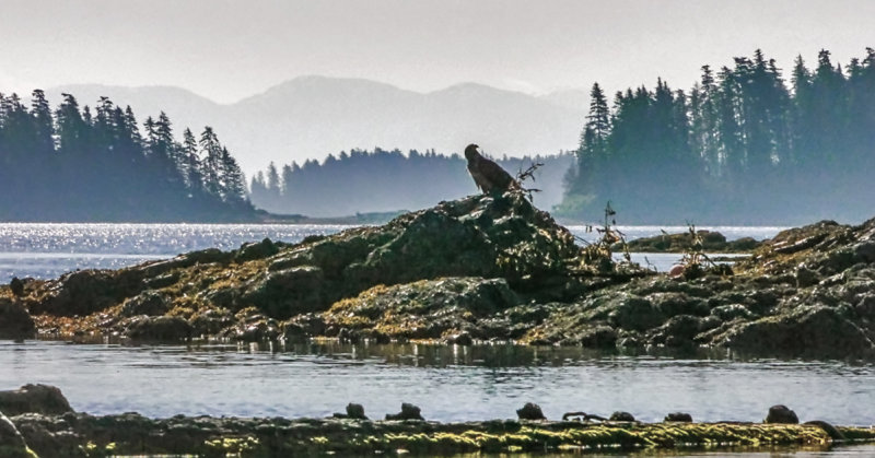Bald eagle roost, Cannery Cove, Pybus Bay, Alaska, 2013