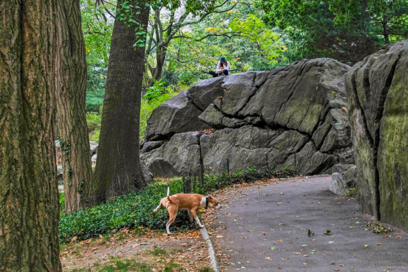Juxtaposition, Central Park, New York City, New York, 2013