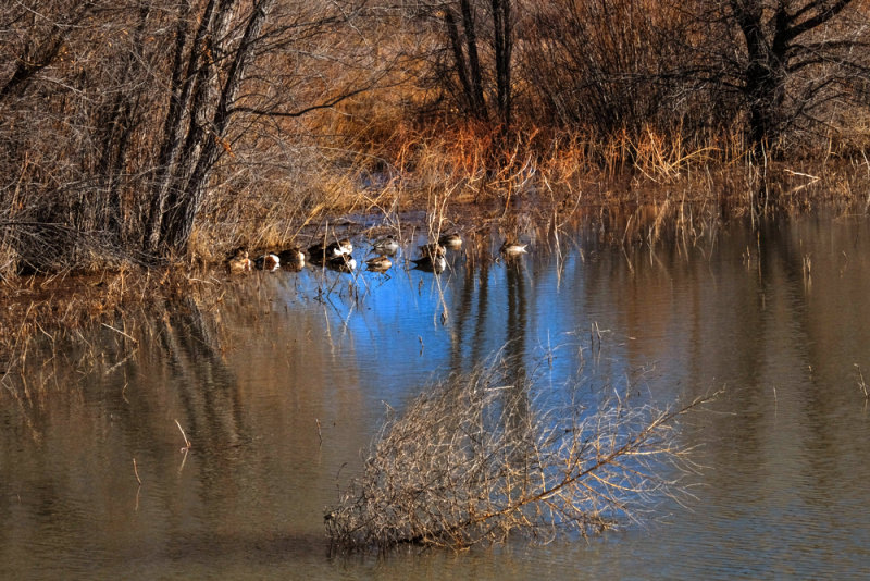 Ducks at rest, Bosque del Apache Wildlife Refuge, New Mexico, 2014