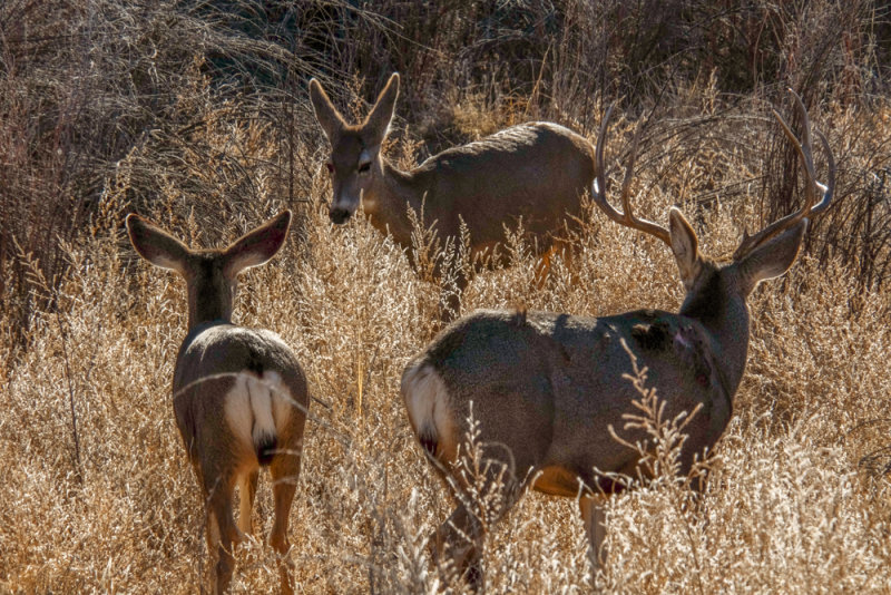 Mule deer, Bosque del Apache National Wildlife Refuge, New Mexico, 2014