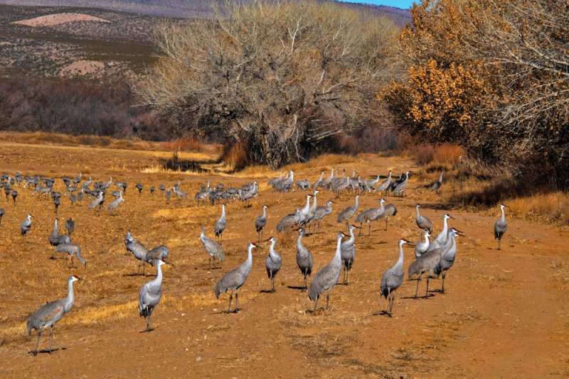 Feeding cranes, Bosque del Apache National Wildlife Refuge, New Mexico, 2014