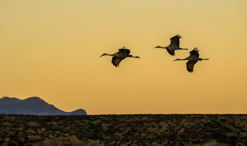 Fly-in at sunset, Bosque del Apache National Wildlife Refuge, New Mexico, 2014