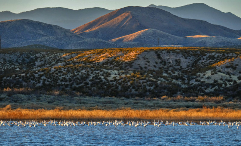 Layers, Bosque del Apache National Wildlife Refuge, New Mexico, 2014