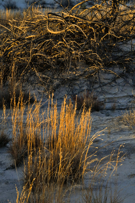 Survivors, White Sands National Monument, New Mexico, 2014